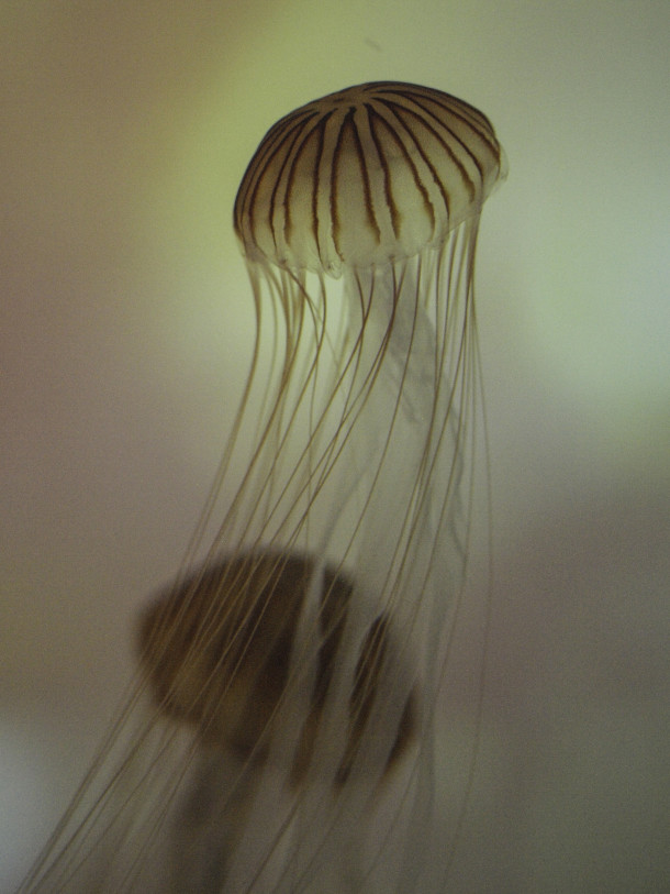 Jellyfishes at the Sumida Aquarium #1