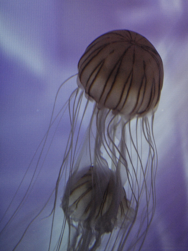 Jellyfishes at the Sumida Aquarium #2