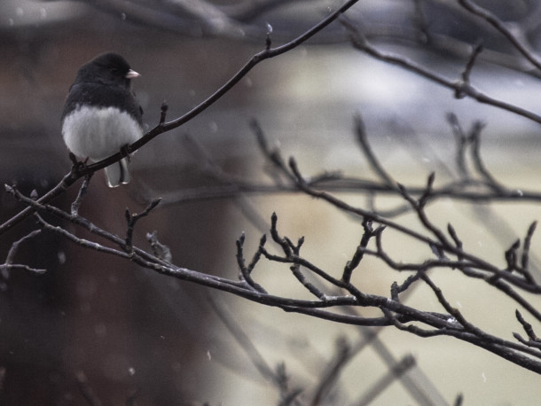 Junco on a Branch During a Light Snowfall