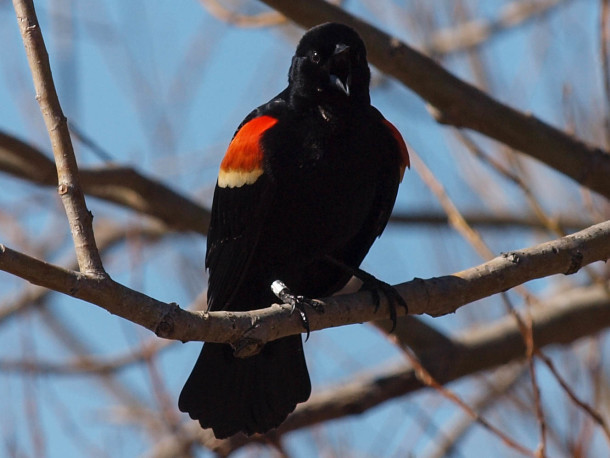 Squawking Male Red-winged Blackbird #1