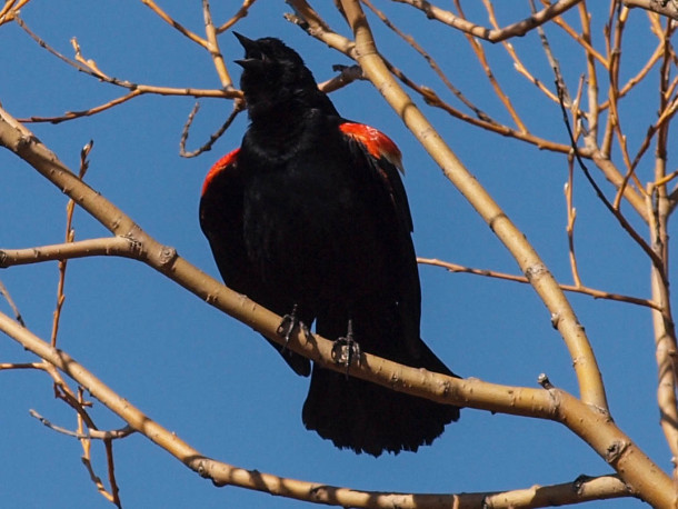 Squawking Male Red-winged Blackbird #2