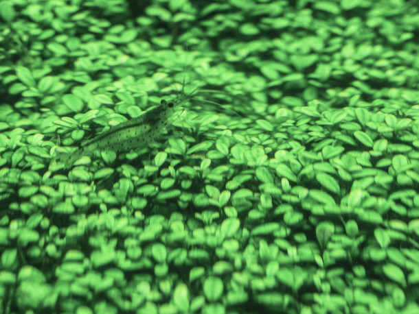 Translucent Shrimp on Green Plants at the Sumida Aquarium