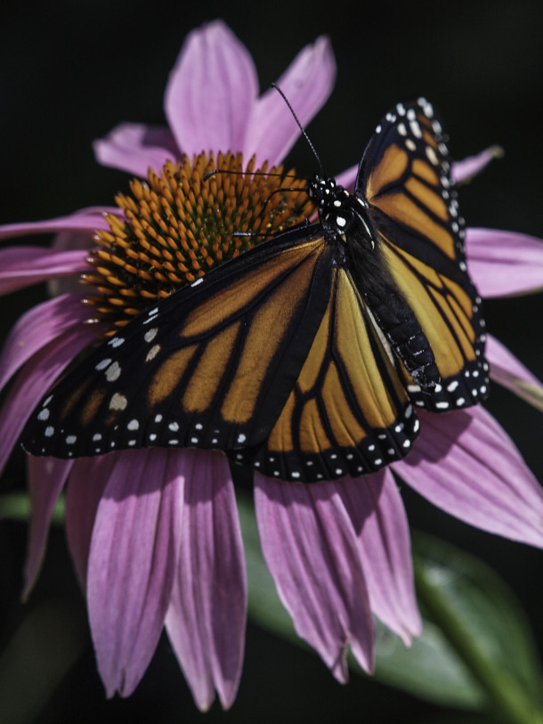 Monarch Butterfly on Echinacea Flower 