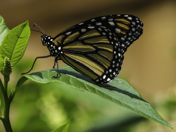 Monarch Butterfly on Green Leaf 