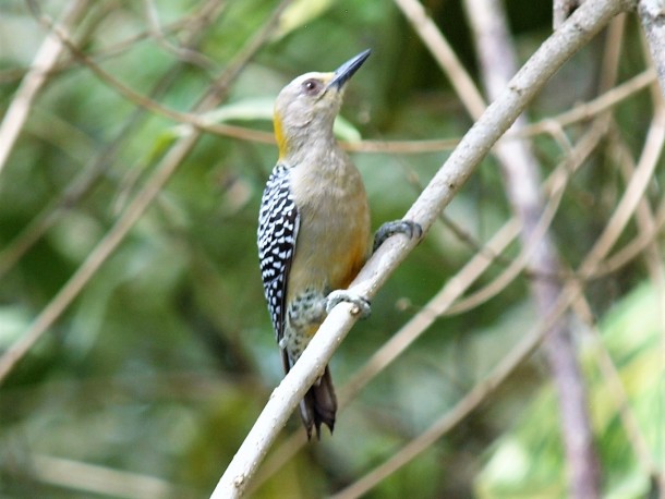 Female Red-crowned Woodpecker