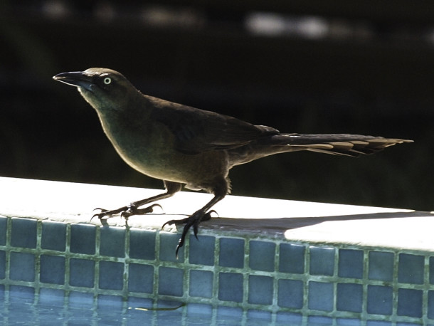 Great-tailed Grackle Drinking Water by the Pool