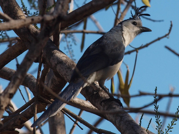 White-throated magpie-jay #1