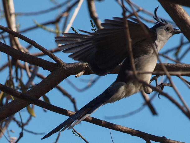 White-throated magpie-jay #2