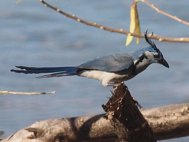 White-throated magpie-jay #4