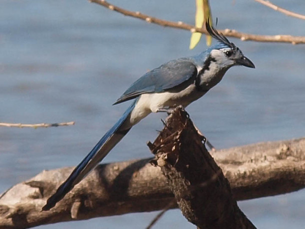 White-throated magpie-jay #5