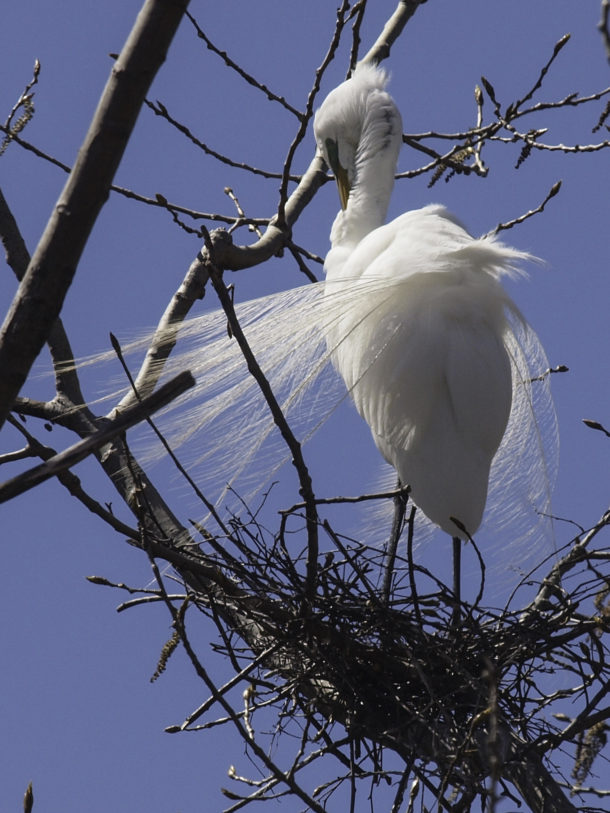 Great Egret Preening Itself on its Nest #5