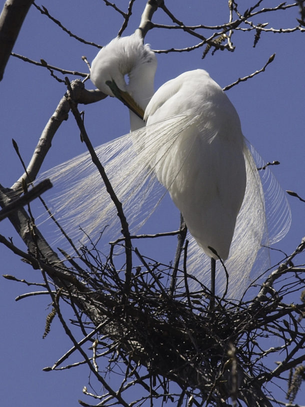 Great Egret Preening Itself on its Nest #3