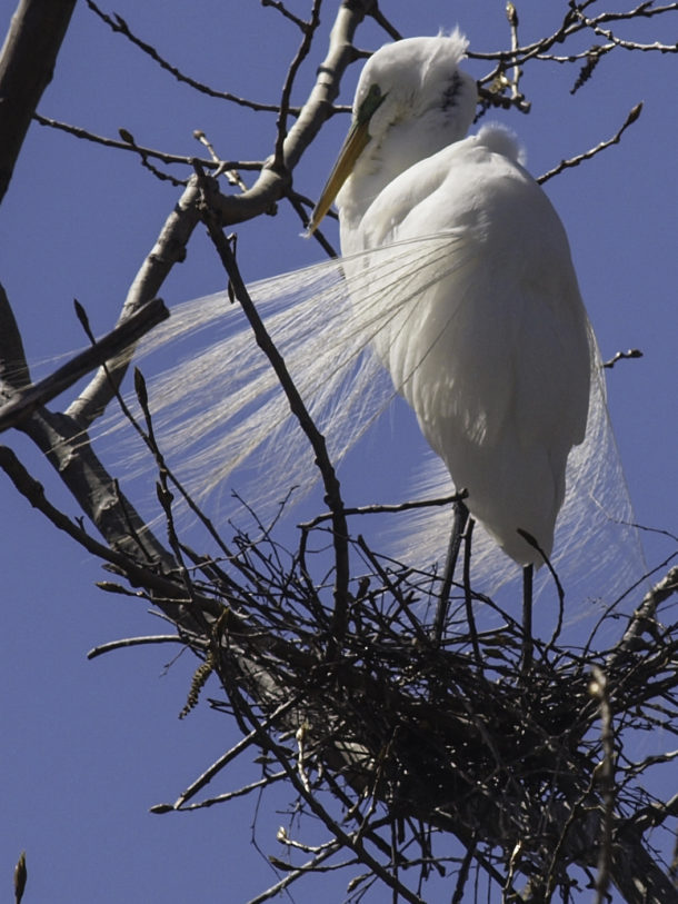 Great Egret Preening Itself on its Nest #1