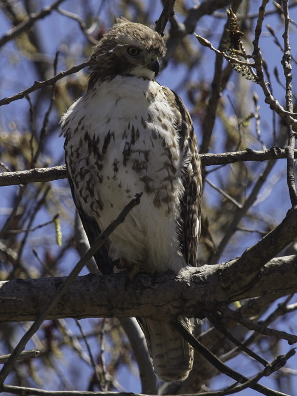 Juvenal Red-tailed Hawk 