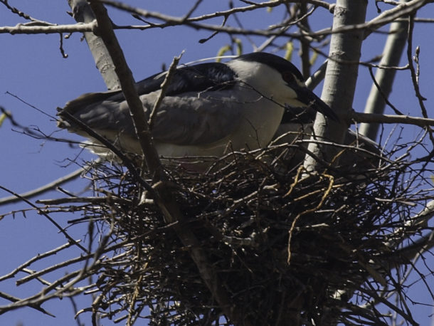 Nesting Night Heron #2