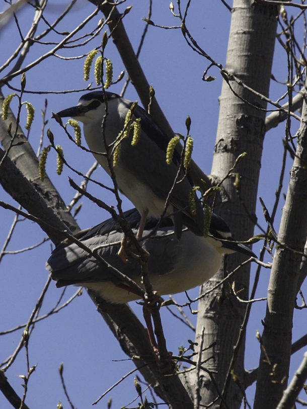 Pair of Night Herons in a Tree