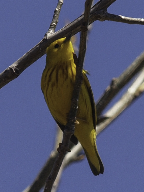 Yellow Warbler (banded) #2
