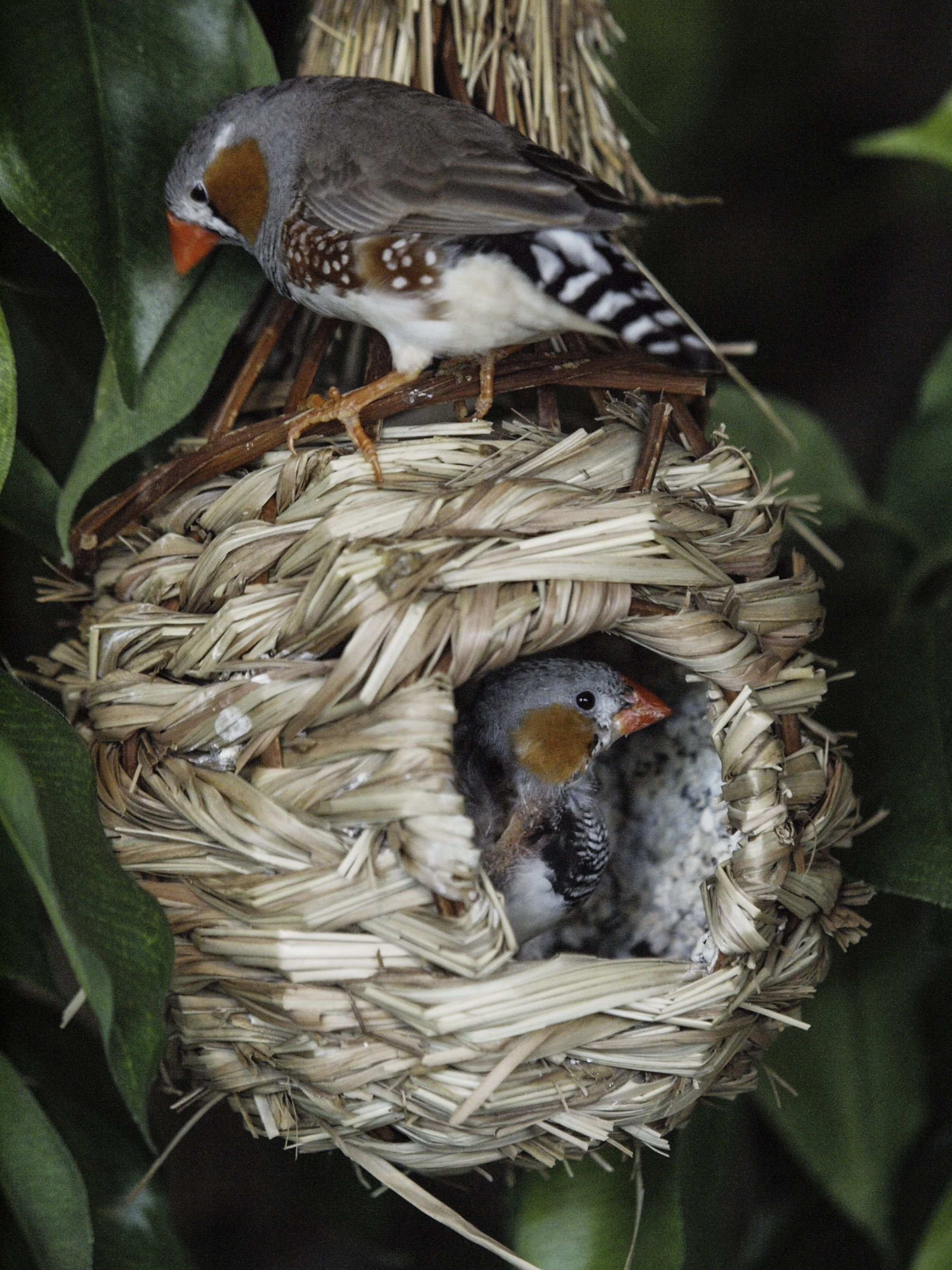 Capt Mondo's Photo Blog » Blog Archive » Nesting Zebra Finches