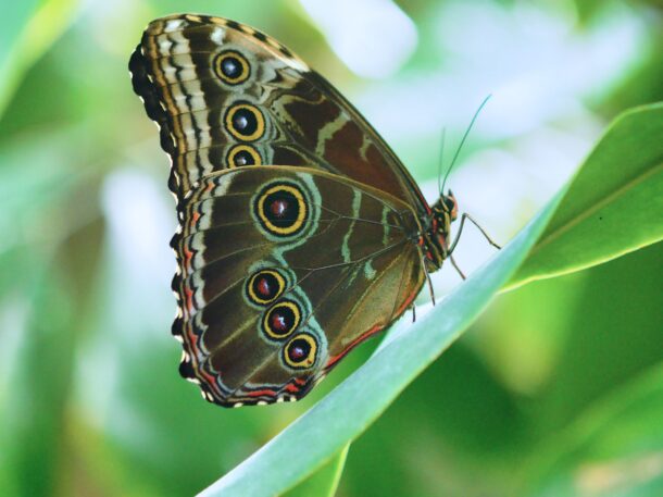 Blue Morpho with Wings Closed