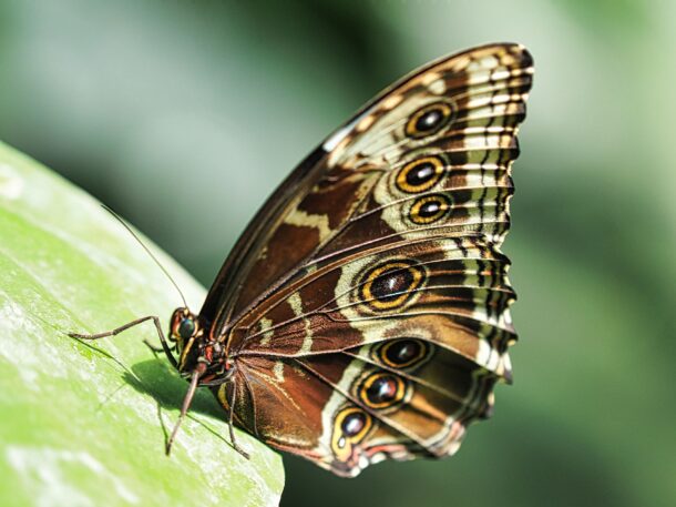 Blue Morpho with Wings Closed on a Leaf