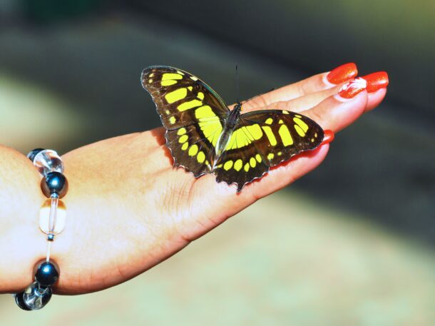 Dhan with Butterfly on Her Hand