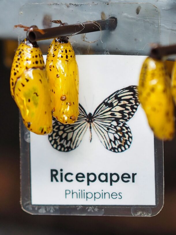 Ricepaper Butterfly Cocoons