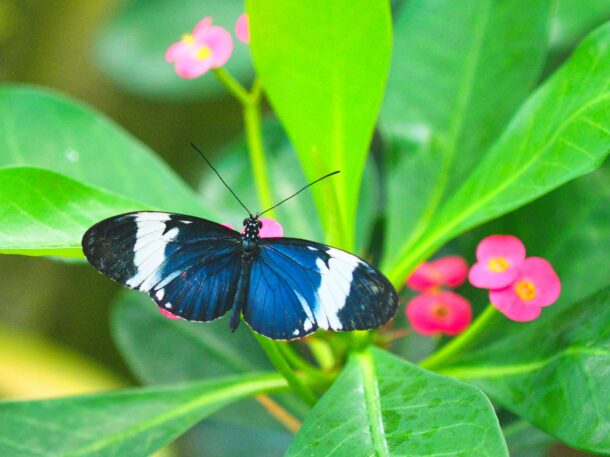 White-barred Longwing Butterfly